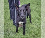 Small #6 Huskies -Labrador Retriever Mix