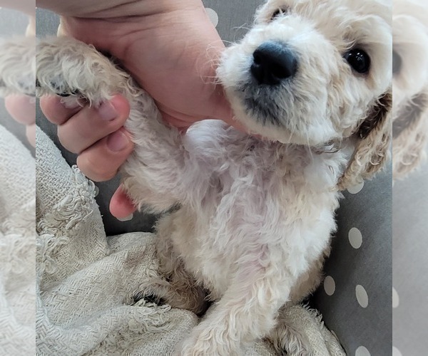 Medium Photo #2 Goldendoodle Puppy For Sale in WEST, TX, USA