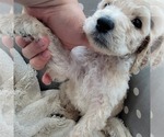 Small Photo #2 Goldendoodle Puppy For Sale in WEST, TX, USA