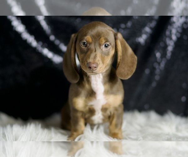 Medium Photo #1 Dachshund Puppy For Sale in WARSAW, IN, USA