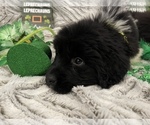 Small Photo #8 Newfoundland Puppy For Sale in TREMONTON, UT, USA