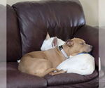 Small #14 Labrador Retriever Mix