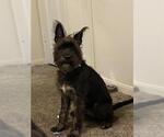 Small #1 Chihuahua-Miniature Schnauzer Mix