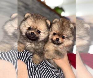 Pomeranian Puppy for Sale in Bjelovar, Bjelovarsko-Bilogorska Croatia