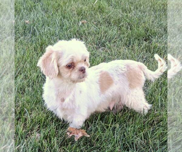 Medium Photo #1 Shih Tzu Puppy For Sale in ARTHUR, IL, USA
