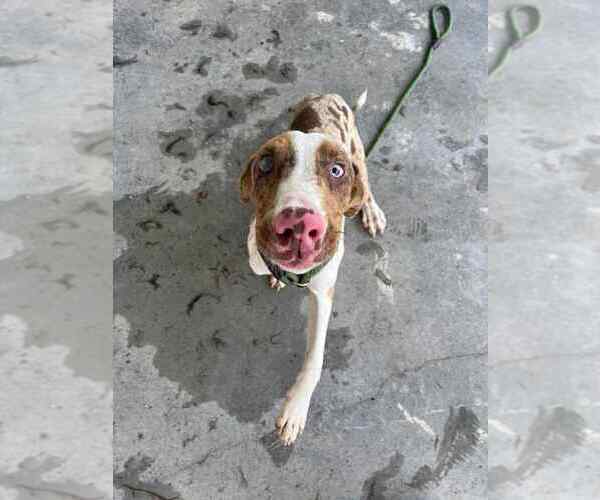 Medium Photo #3 Catahoula Leopard Dog-Unknown Mix Puppy For Sale in Abbeville, LA, USA