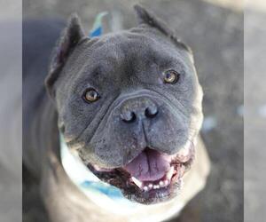 American Staffordshire Terrier-Unknown Mix Dogs for adoption in San Antonio, TX, USA
