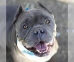 RAULITO BABADIDO - Male American Staffordshire Terrier-Unknown Mix Dog for Adoption - Small photo