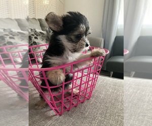 Morkie Puppy for sale in PALM SPRINGS, CA, USA