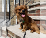 Small #3 Pekingese Mix