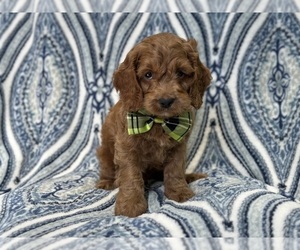 Cock-A-Poo Puppy for sale in LAKELAND, FL, USA