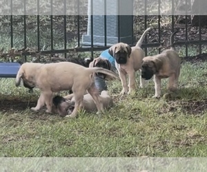 Mastiff Puppy for Sale in OLATHE, Kansas USA
