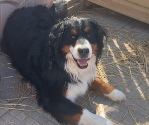 Father of the Saint Bernese puppies born on 03/06/2026