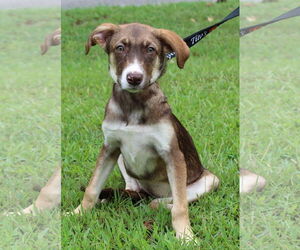 Huskies -Unknown Mix Dogs for adoption in Prattville, AL, USA