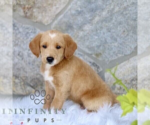 Medium Photo #1 Miniature Labradoodle Puppy For Sale in BIRD IN HAND, PA, USA