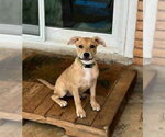 Small #7 Labrador Retriever Mix