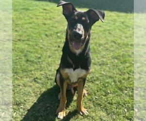 German Shepherd Dog-Unknown Mix Dogs for adoption in Texas City, TX, USA