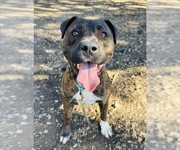 Medium Photo #2 Mutt Puppy For Sale in Santa Barbara, CA, USA