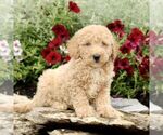 Small #3 Goldendoodle (Miniature)