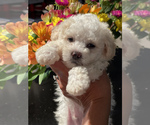 Small Photo #5 Bichon Frise-Maltipoo Mix Puppy For Sale in LEBANON, TN, USA