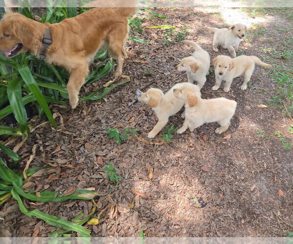 Medium Photo #9 Golden Retriever Puppy For Sale in PLANT CITY, FL, USA