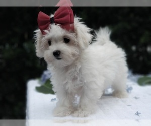 Maltese Puppy for sale in SOMERSET, MA, USA