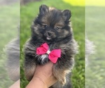 Small #7 Pomeranian