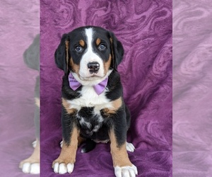 Greater Swiss Mountain Dog Puppy for sale in QUARRYVILLE, PA, USA