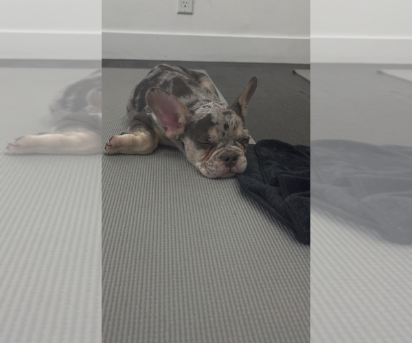Medium Photo #6 French Bulldog Puppy For Sale in WINNSBORO, TX, USA