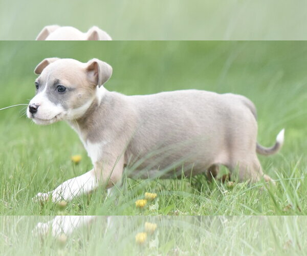 Medium Photo #1 Chihuahua-Unknown Mix Puppy For Sale in Mechanicsburg, PA, USA