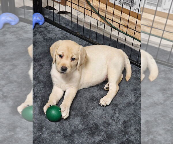 Medium Photo #3 Labrador Retriever Puppy For Sale in GABLE, SC, USA