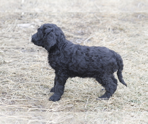 Medium Photo #5 Goldendoodle Puppy For Sale in MEMPHIS, MO, USA