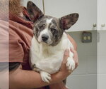 Small #2 Dachshund Mix