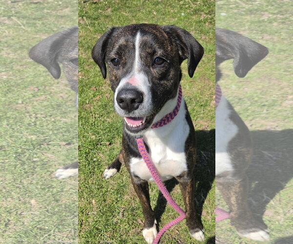 Medium Photo #2 Mountain Cur-Unknown Mix Puppy For Sale in Rockaway, NJ, USA