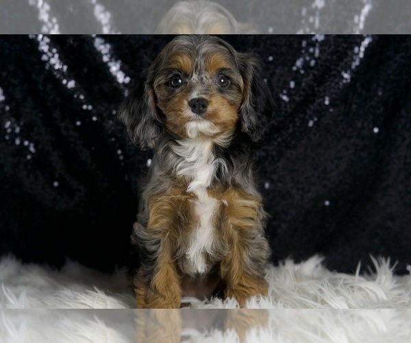 Medium Photo #23 Cavapoo Puppy For Sale in WARSAW, IN, USA