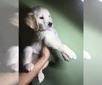 Small #2 Golden Retriever