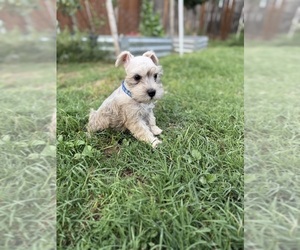 Schnauzer (Miniature) Puppy for sale in SAN ANTONIO, TX, USA