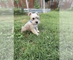 Small Schnauzer (Miniature)