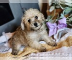 Image preview for Ad Listing. Nickname: Schnoodle Girl