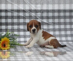 Beabull-Beagle Mix Puppy for sale in FREDERICKSBG, OH, USA