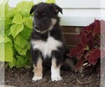 Small Photo #1 Aussiedoodle-Fox Terrier (Toy) Mix Puppy For Sale in FREDERICKSBG, OH, USA