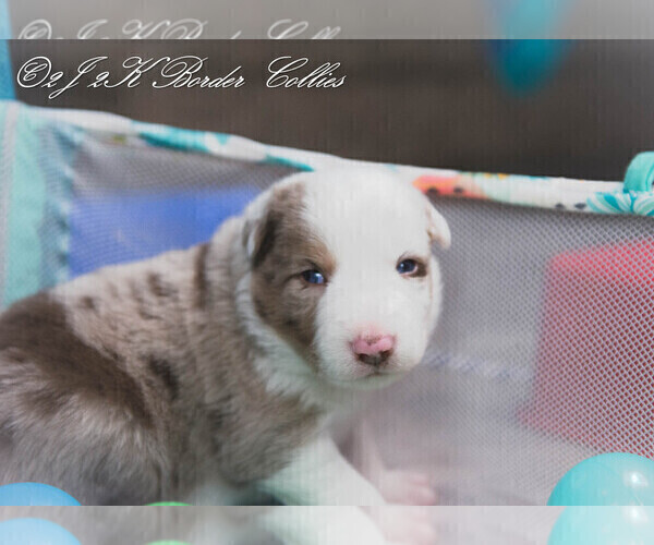 Medium Photo #11 Border Collie Puppy For Sale in STRAFFORD, MO, USA