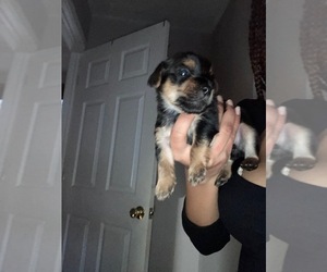 Yorkshire Terrier Puppy for sale in CLIFFWOOD, NJ, USA