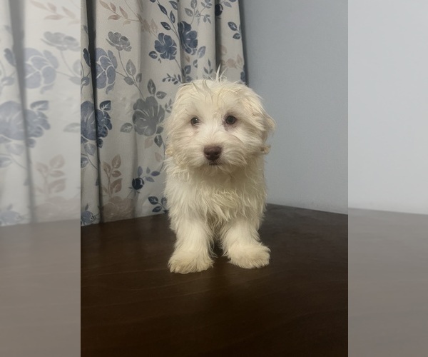 Medium Photo #12 Havanese Puppy For Sale in DURHAM, CT, USA