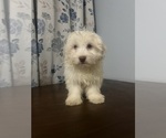 Small #11 Havanese