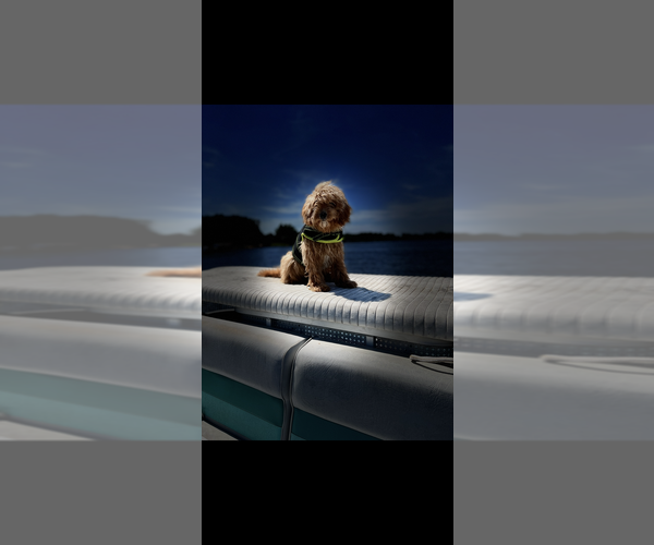 Medium Photo #1 Goldendoodle mix (+ Poodle Miniature) Puppy For Sale in NILES, MI, USA