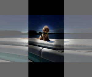 Mother of the Goldendoodle mix (+ Poodle Miniature) puppies born on 03/13/2026