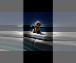 Small Photo #1 Goldendoodle mix (+ Poodle Miniature) Puppy For Sale in NILES, MI, USA