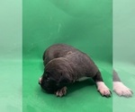 Small #1 American Pit Bull Terrier