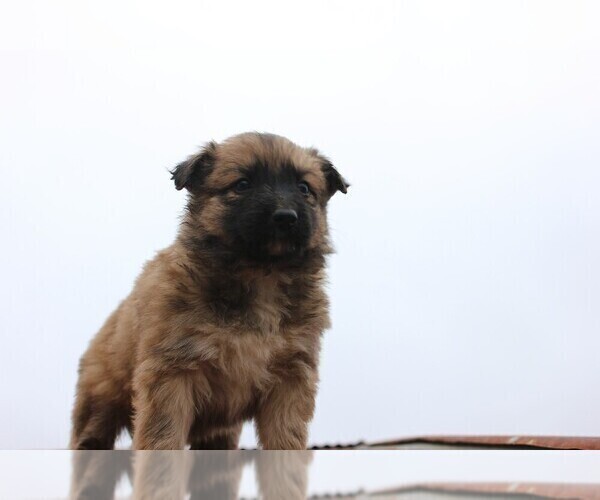 Medium Photo #2 Shollie Puppy For Sale in PENNVILLE, IN, USA